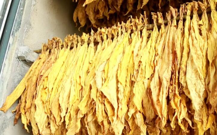 生物质午夜福利大片加工的颗粒烤烟