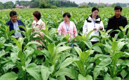 江西吉安：生物质烘烤 “点燃” 烟叶产业绿色转型之路